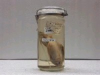 藏品(烏鯧)的圖片